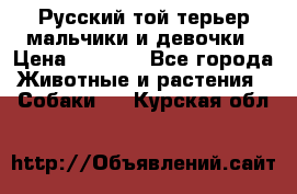 Русский той-терьер мальчики и девочки › Цена ­ 8 000 - Все города Животные и растения » Собаки   . Курская обл.